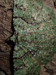 Aeolochroma hypochromaria