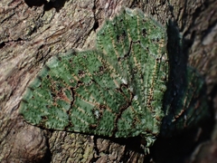 Aeolochroma hypochromaria