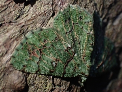 Aeolochroma hypochromaria