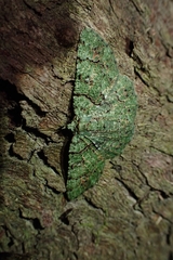 Aeolochroma hypochromaria