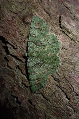 Aeolochroma hypochromaria