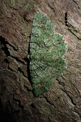 Aeolochroma hypochromaria