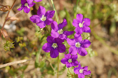 Legousia speculum-veneris