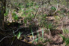 Euconulus fulvus