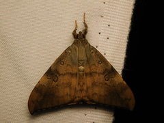 Oxyodes