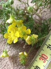 Ranunculus scandicinus