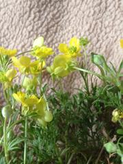 Ranunculus scandicinus