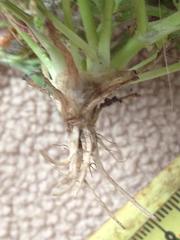 Ranunculus scandicinus