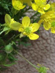 Ranunculus scandicinus