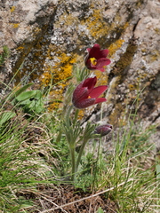 Pulsatilla rubra