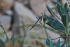 Coenagrion mercuriale