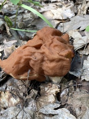 Gyromitra fastigiata