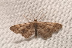 Idaea deitanaria