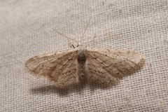 Idaea longaria