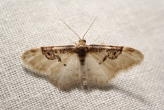 Idaea mustelata