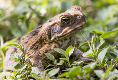 Rhinella marina