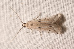 Phycitodes lacteella