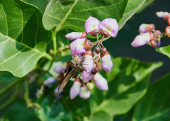 Hasora chromus chromus