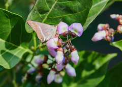 Hasora chromus chromus