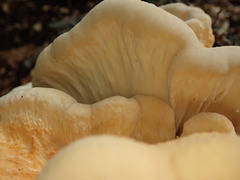 Bondarzewia kirkii