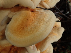 Bondarzewia kirkii