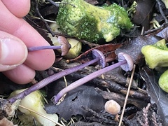 Laccaria masoniae