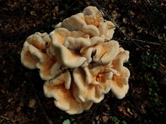 Bondarzewia kirkii