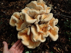 Bondarzewia kirkii