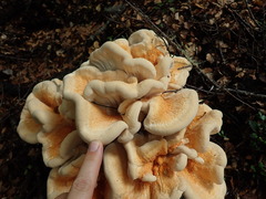 Bondarzewia kirkii