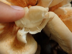 Bondarzewia kirkii