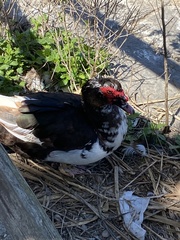 Cairina moschata domestica