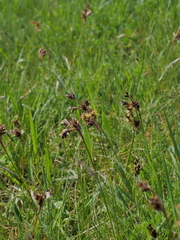 Luzula campestris campestris