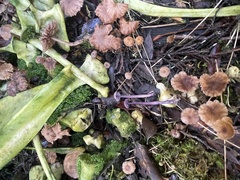 Laccaria masoniae