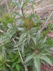 Eupatorium cannabinum