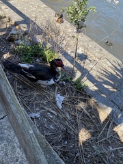 Cairina moschata domestica