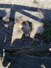 Anas platyrhynchos domesticus