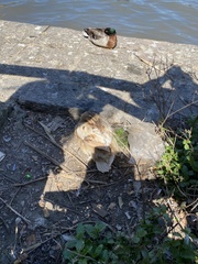 Anas platyrhynchos domesticus