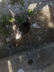 Cairina moschata domestica