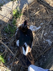 Cairina moschata domestica