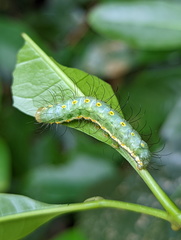 Acronicta psorallina