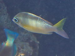 Scolopsis margaritifera