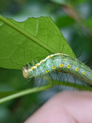 Acronicta psorallina