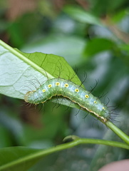 Acronicta psorallina