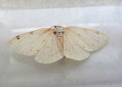 Lomographa bimaculata