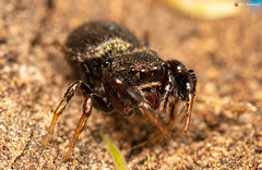 Harmochirus luculentus