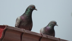 Columba livia