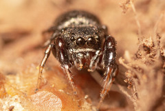 Harmochirus luculentus