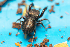 Harmochirus luculentus