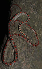 Chrysopelea