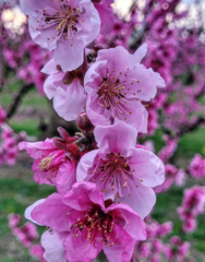 Prunus persica